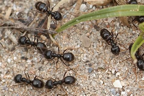 fourmis noire